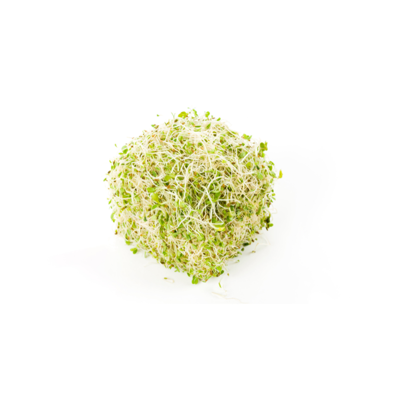 GERMINADO DE ALFALFA BOLSA VERUM