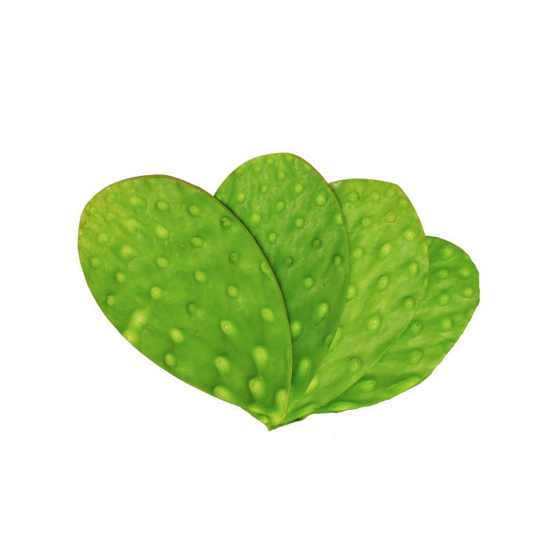 NOPAL CAMBRAY PQT VERUM