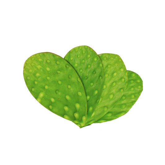 NOPAL CAMBRAY PQT VERUM